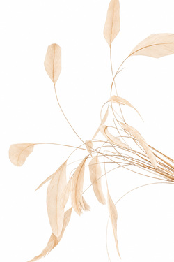 Coquetips chinchilla gebleicht - 18-22 cm - creme